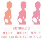 Second trimester of pregnancy