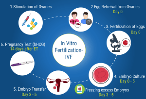 In Vitro Fertilization Processes