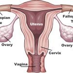 ovarian health