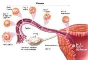 ovulation