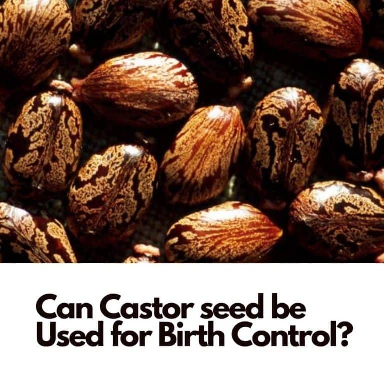 Can Castor seed be Used for Birth Control? 1