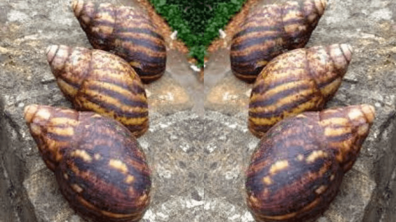 Top benefits of eating snail during pregnancy