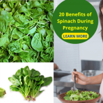 20 benefits of spinach during pregnancy - Bornfertilelady