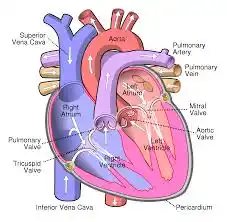 The 18 parts of the heart (human heart and their functions