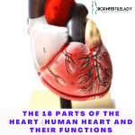 The 18 part of the heart (human heart and their functions) 2