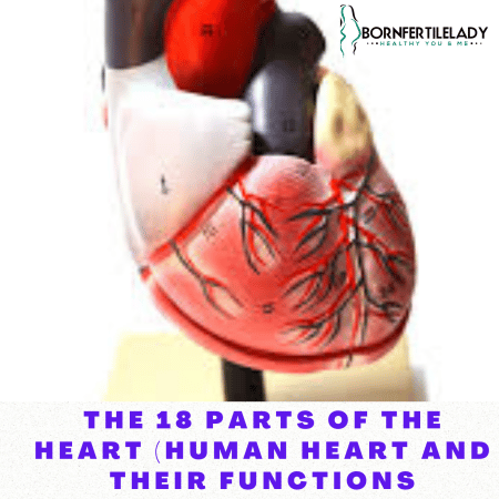 The 18 part of the heart (human heart and their functions) 7