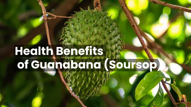 Health Benefits of Guanabana (Soursop) 4