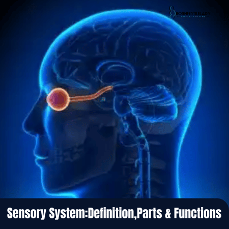 Sensory System:Definition,Parts & Functions  6