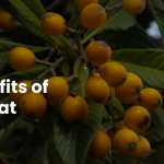 Amazing Benefits of Loquat 2