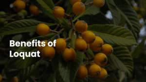 Amazing Benefits of Loquat 6