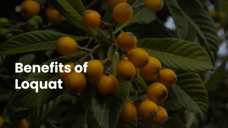 Amazing Benefits of Loquat 5