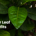 Unveiling the Health Benefits of Bitter Leaf: A Traditional Powerhouse 2
