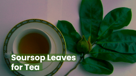 Soursop Leaves for Tea: A Natural Wellness Elixir 5