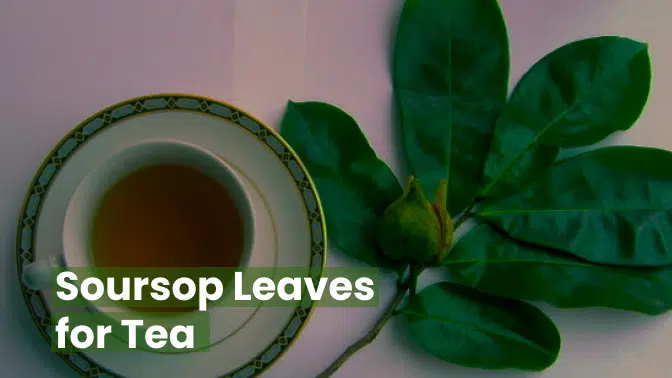 Soursop Leaves for Tea: A Natural Wellness Elixir 1