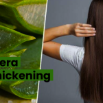 "Unleashing the Secret to Thicker Hair: The Benefits of Aloe Vera for Hair Thickening" 1