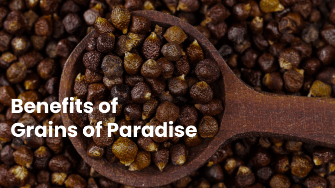 "Discovering the Health Benefits of Grains of Paradise: From Anti-Inflammatory Properties to Brain Function" 1