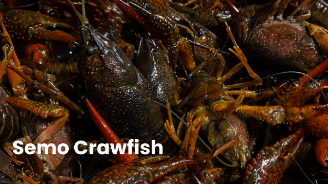 "Semo Crawfish: The Tasty Delicacy from Southeast Missouri" 1