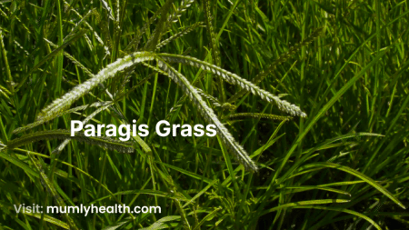 Paragis Grass