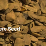 Abere Seed