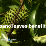 Guyabano leaves benefits