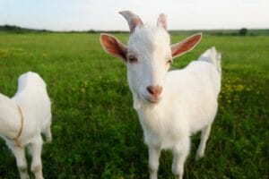 Goat